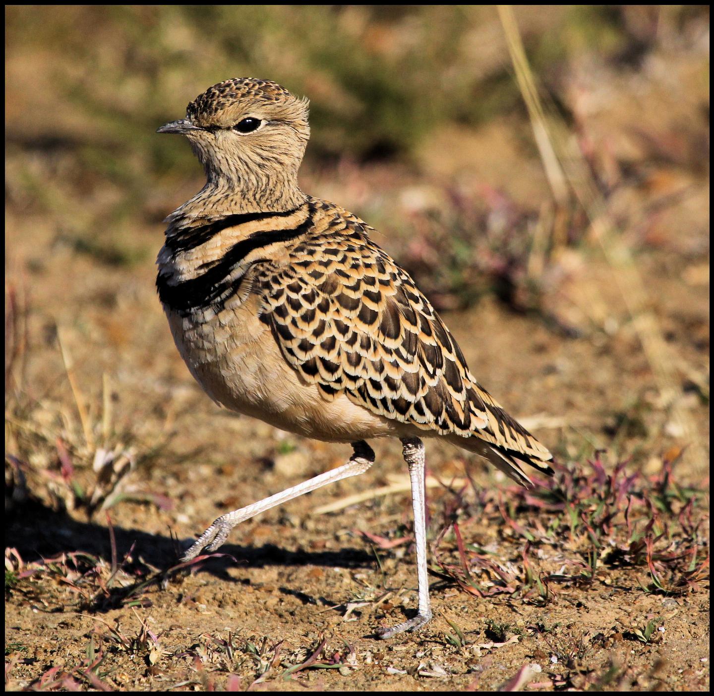 Doublebanded Courser